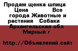 Продам щенка шпица.  › Цена ­ 15 000 - Все города Животные и растения » Собаки   . Архангельская обл.,Мирный г.